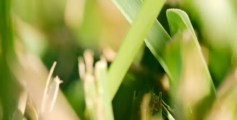 Dealing with Brown Patch Fungus